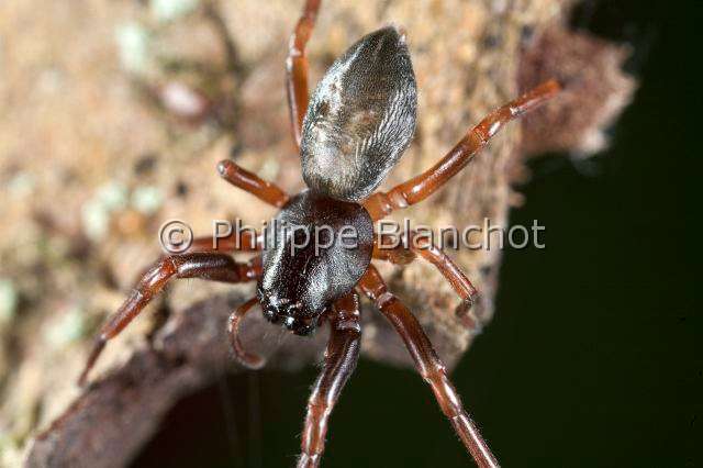 Trachelidae_3713.JPG - France, Yvelines (78), Araneae, Trachelidae, Araignée, Cetonana laticeps, Running Spider